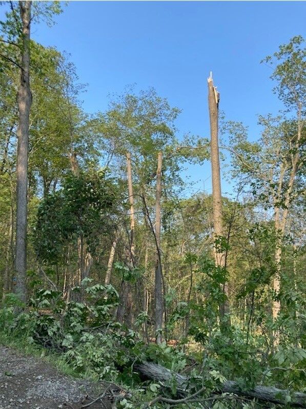Downed tree courtesy of Springwater tornado!